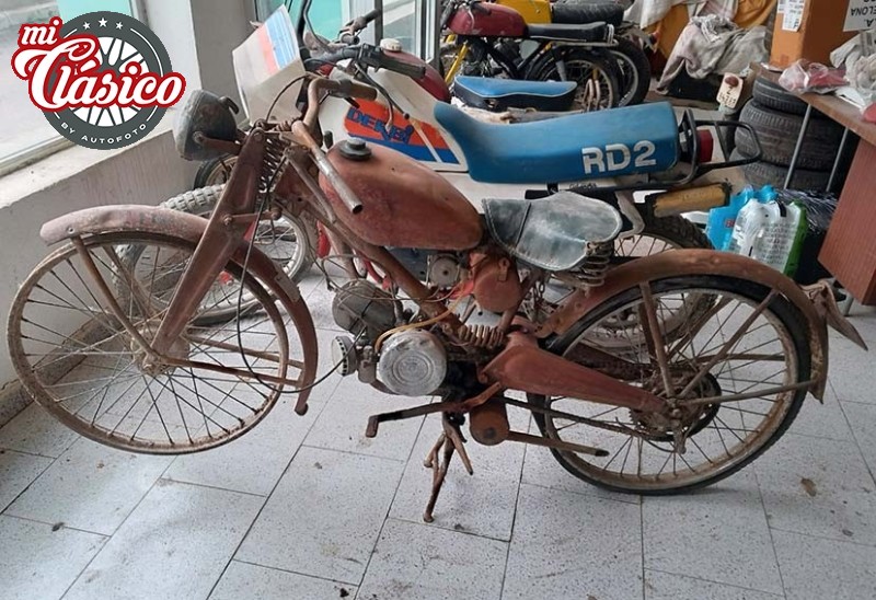 Cardelina 65