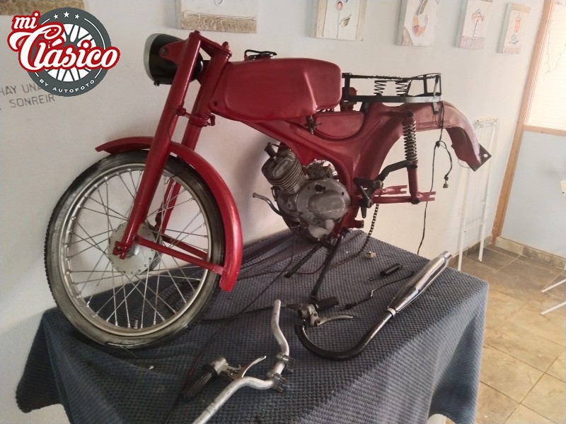 Dingo 49